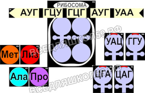 Модель-аппликация "Биосинтез белка" (ламинированная)