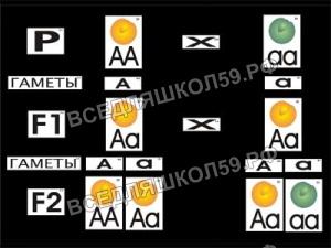 Модель-аппликация "Моногибридное скрещивание" (ламинированная) Модель-аппликация "Моногибридное скрещивание" (ламинированная)