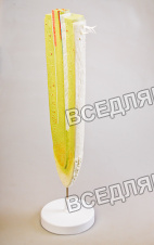 Модель строения корня Модель строения корня