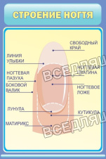 Строение ногтя
