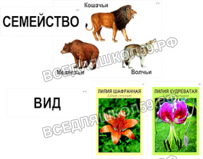 Модель-аппликация "Классификация растений и животных" (ламинированная) Модель-аппликация "Классификация растений и животных" (ламинированная)