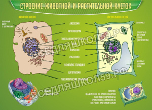 Строение животной и растительной клеток Строение животной и растительной клеток
