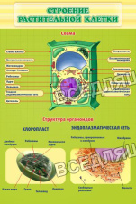 Строение растительной клетки Строение растительной клетки