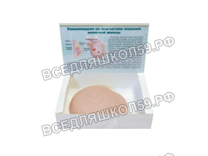 Тренажер отработки навыков клинического пальпаторного обследования молочной железы Тренажер отработки навыков клинического пальпаторного обследования молочной железы