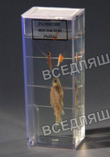 Влажный препарат "Развитие костистой рыбы" Влажный препарат "Развитие костистой рыбы"