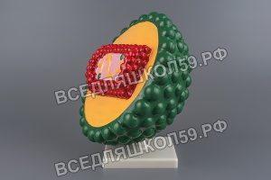 Модель "Вирус СПИДа" Модель "Вирус СПИДа"