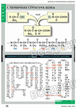 Белки и нуклеиновые кислоты (8 табл.) Белки и нуклеиновые кислоты (8 табл.)