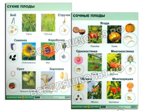 Коллекция "Семена и плоды" Коллекция "Семена и плоды"