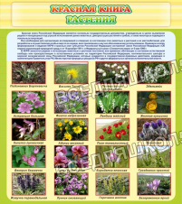 красная книга - растения красная книга - растения