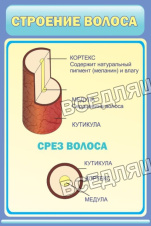 Структура волос Структура волос