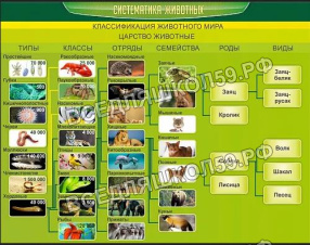 Систематика животных Систематика животных