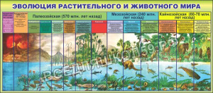Эволюция растительного и животного мира Эволюция растительного и животного мира
