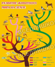 Развитие животного мира на земле