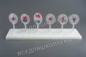 Модель "Митоз и мейоз" Модель "Митоз и мейоз"