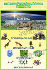 Уровни организации живого Уровни организации живого