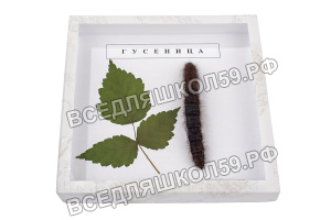 Коллекция "Гусеница"