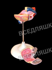 Модель сердца (лабораторная) Модель сердца (лабораторная)