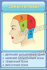 Зоны головы Зоны головы