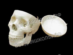 Модель "Череп человека" Модель "Череп человека"
