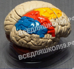 Модель мозга в разрезе (раскрашенный) Модель мозга в разрезе (раскрашенный)