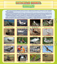красная книга - птицы красная книга - птицы