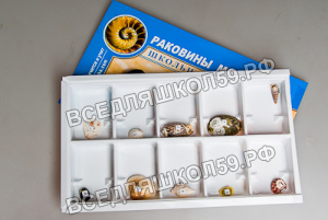 Коллекция "Раковины моллюсков" Коллекция "Раковины моллюсков"