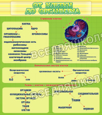 От клетки до организма От клетки до организма
